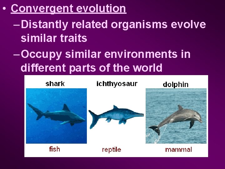  • Convergent evolution – Distantly related organisms evolve similar traits – Occupy similar