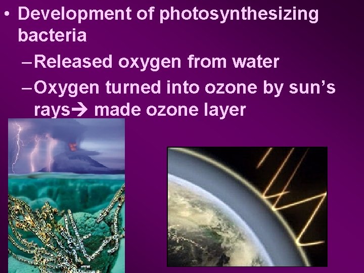  • Development of photosynthesizing bacteria – Released oxygen from water – Oxygen turned