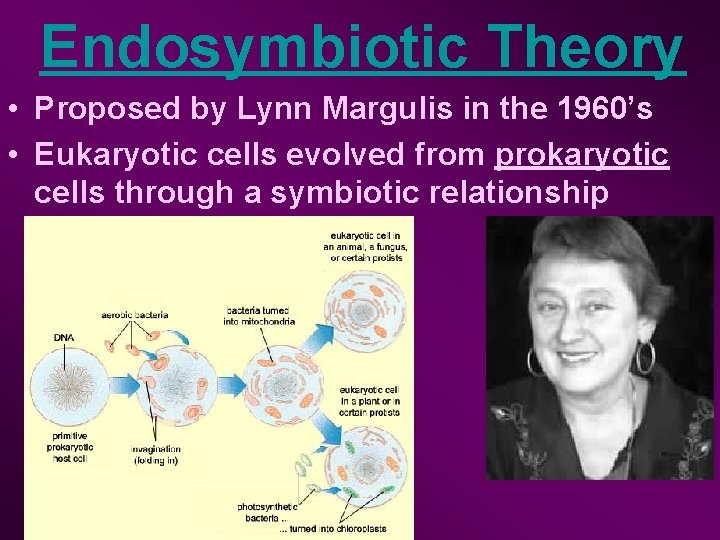 Endosymbiotic Theory • Proposed by Lynn Margulis in the 1960’s • Eukaryotic cells evolved