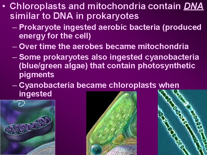  • Chloroplasts and mitochondria contain DNA similar to DNA in prokaryotes – Prokaryote