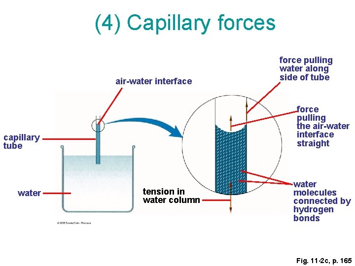 (4) Capillary forces air-water interface force pulling the air-water interface straight capillary tube water
