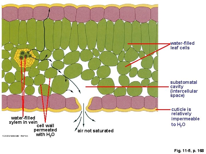 water-filled leaf cells substomatal cavity (intercellular space) water-filled xylem in vein cell wall permeated