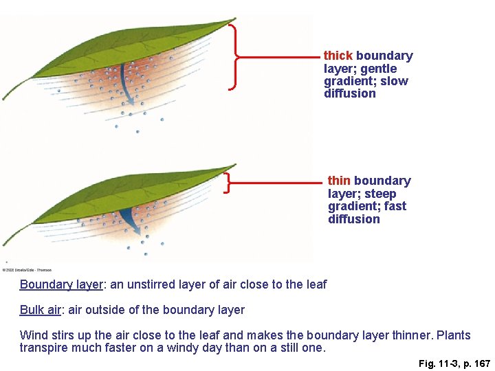 thick boundary layer; gentle gradient; slow diffusion thin boundary layer; steep gradient; fast diffusion