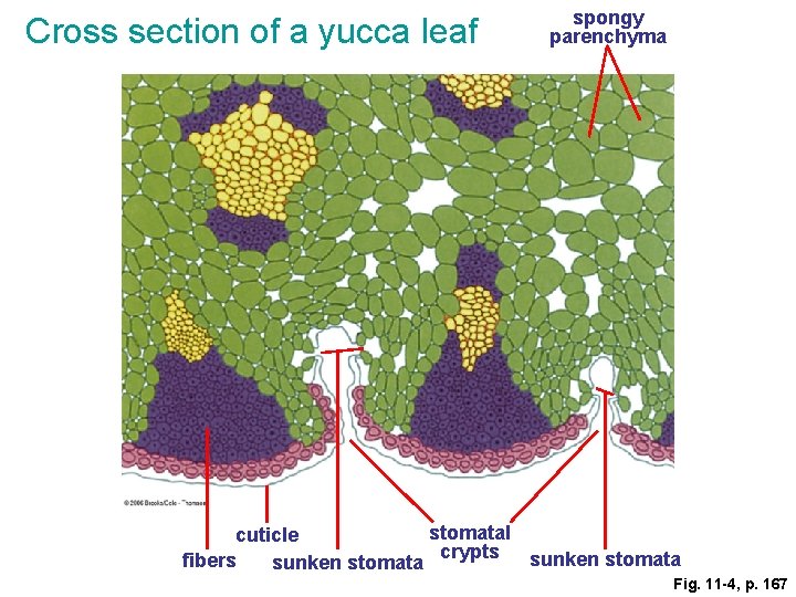 Cross section of a yucca leaf spongy parenchyma stomatal cuticle crypts sunken stomata fibers