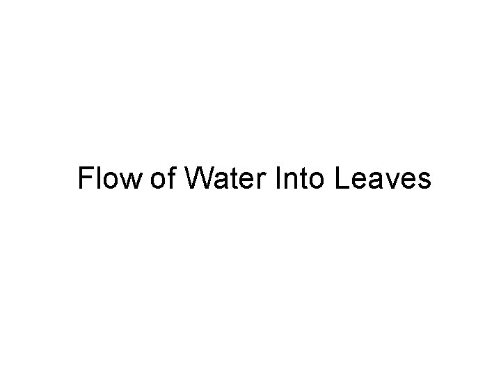 Flow of Water Into Leaves 