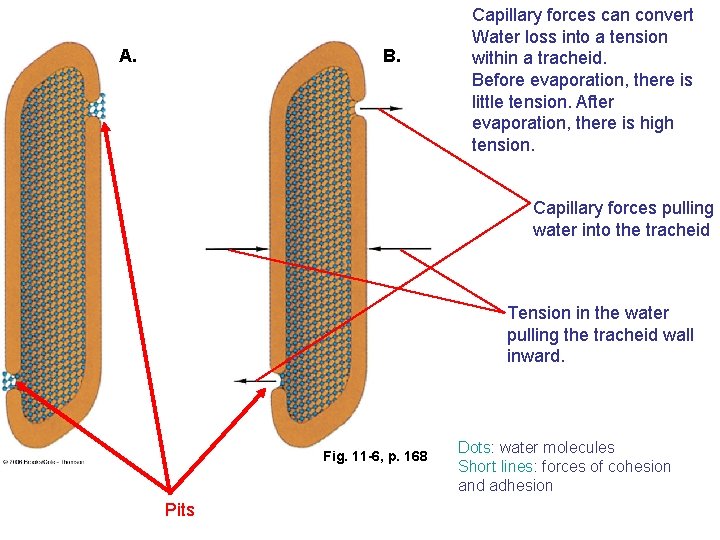 A. B. Capillary forces can convert Water loss into a tension within a tracheid.