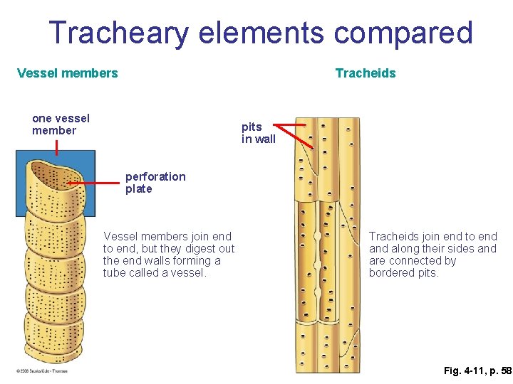 Tracheary elements compared Vessel members Tracheids one vessel member pits in wall perforation plate