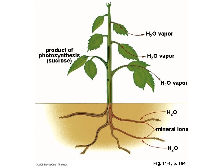 H 2 O vapor product of photosynthesis (sucrose) H 2 O vapor H 2