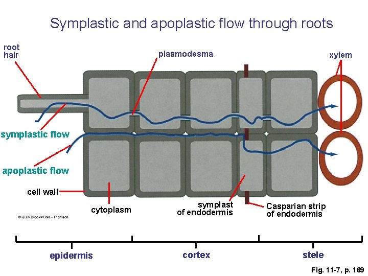 Symplastic and apoplastic flow through roots root hair plasmodesma xylem symplastic flow apoplastic flow