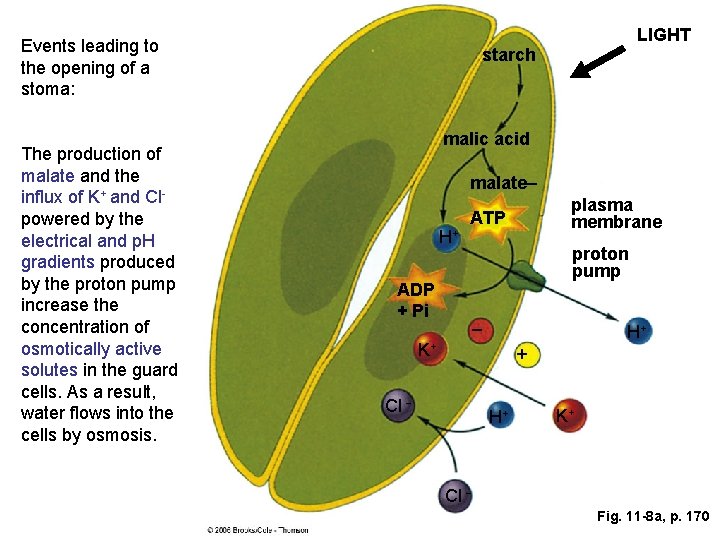 Events leading to the opening of a stoma: The production of malate and the