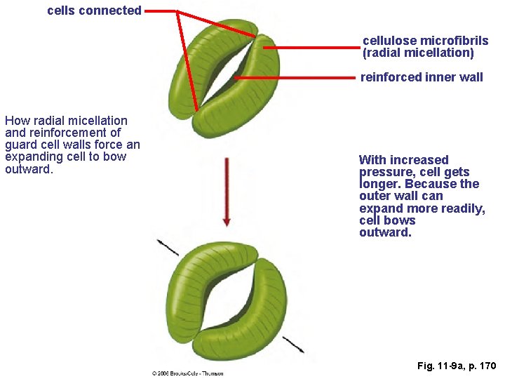 cells connected cellulose microfibrils (radial micellation) reinforced inner wall How radial micellation and reinforcement
