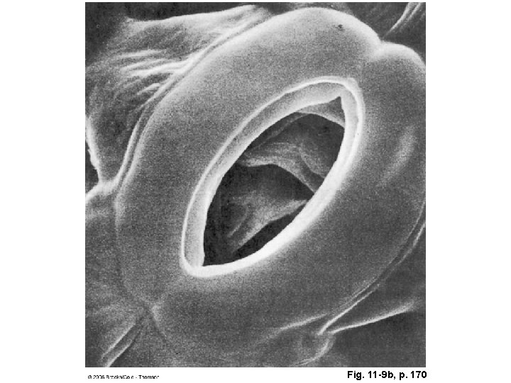 Fig. 11 -9 b, p. 170 