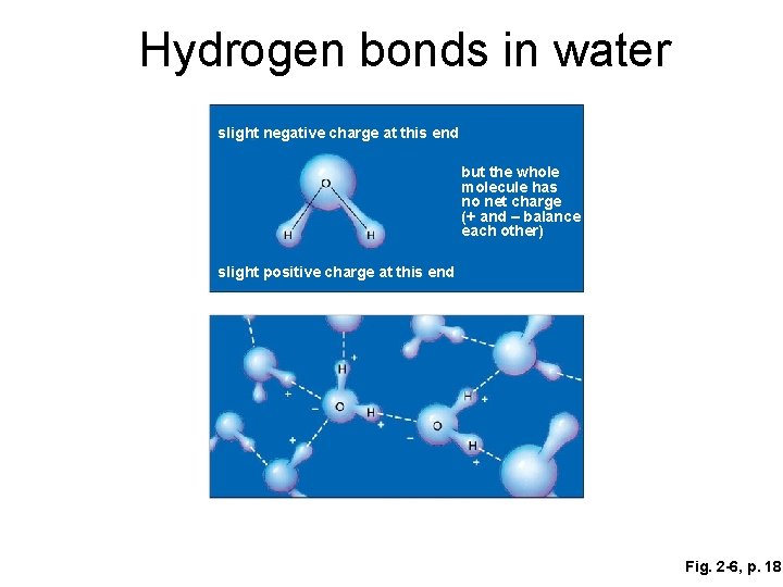 Hydrogen bonds in water slight negative charge at this end but the whole molecule