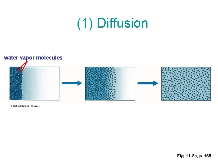 (1) Diffusion water vapor molecules Fig. 11 -2 a, p. 165 