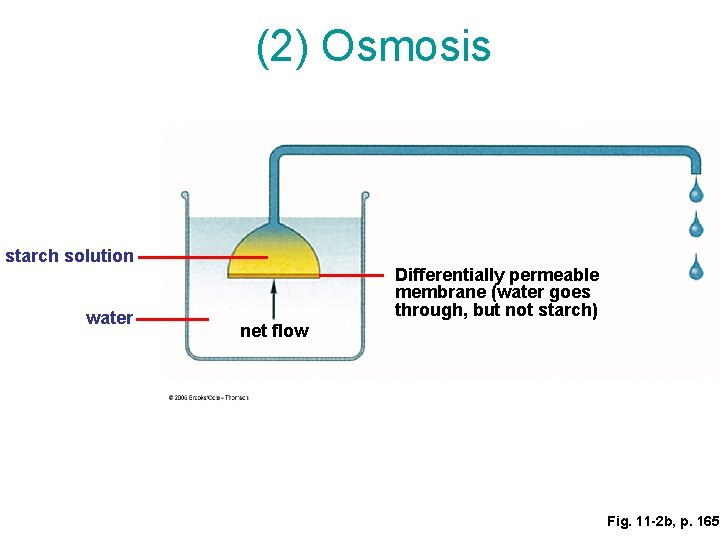 Which Starch Solution Will Decrease In Volume As Osmosis Occurs