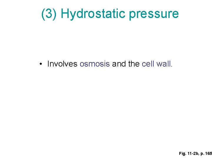 (3) Hydrostatic pressure • Involves osmosis and the cell wall. Fig. 11 -2 b,