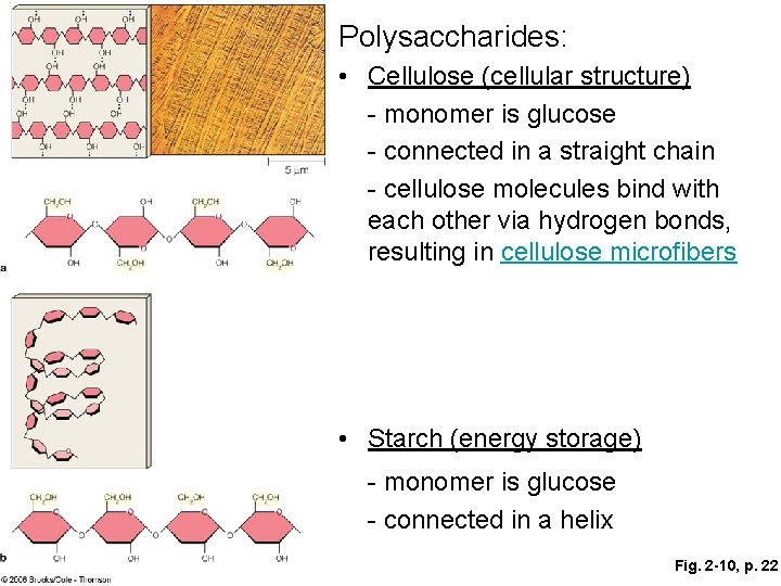 Polysaccharides: • Cellulose (cellular structure) - monomer is glucose - connected in a straight