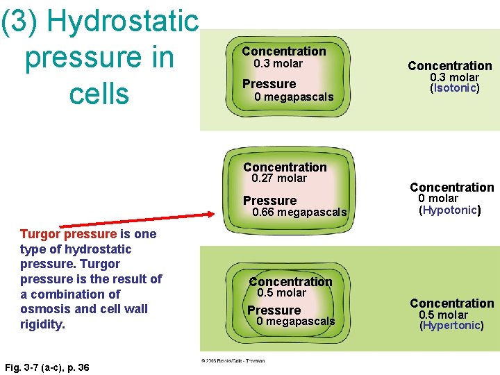 (3) Hydrostatic pressure in cells PROTOPLAST SOLUTION Concentration 0. 3 molar Pressure 0 megapascals