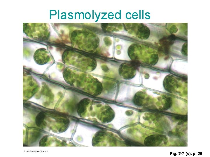 Plasmolyzed cells Fig. 3 -7 (d), p. 36 