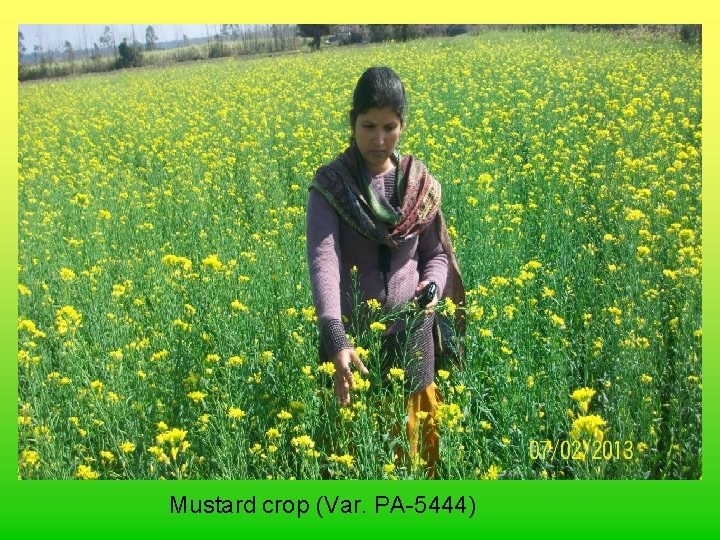 Mustard crop (Var. PA-5444) 