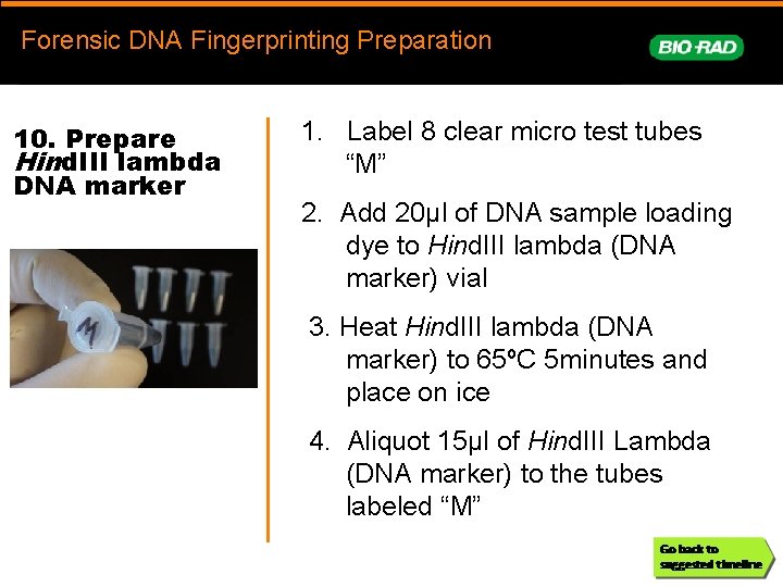 Forensic. DNAFingerprinting Forensic DNA Fingerprinting Preparation prep 10. Prepare Hind. III lambda DNA marker