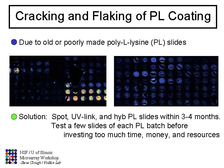 Cracking and Flaking of PL Coating Due to old or poorly made poly-L-lysine (PL)