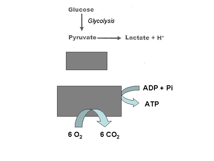 Glycolysis ADP + Pi ATP 6 O 2 6 CO 2 