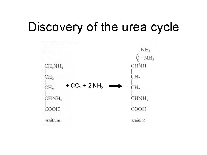 Discovery of the urea cycle + CO 2 + 2 NH 3 Discovery of the urea cycle + CO 2 + 2 NH 3
