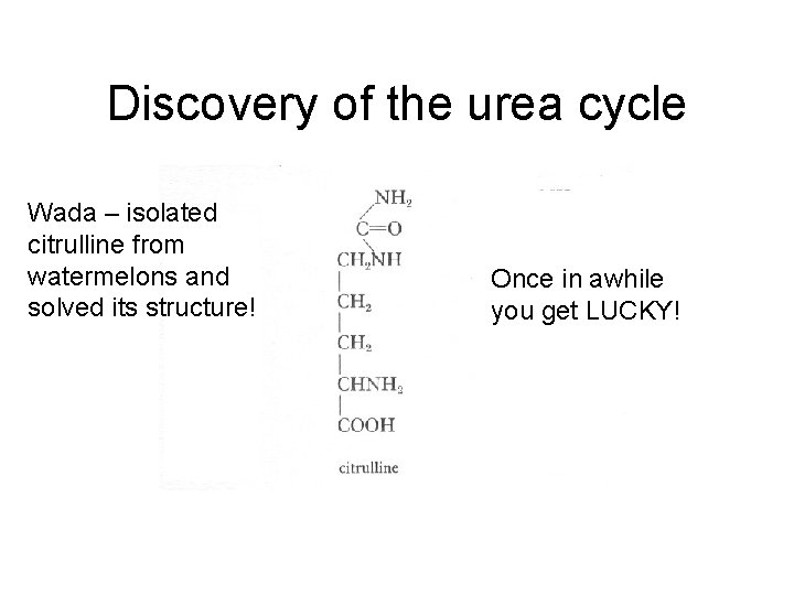Discovery of the urea cycle Wada – isolated citrulline from watermelons and solved its Discovery of the urea cycle Wada – isolated citrulline from watermelons and solved its