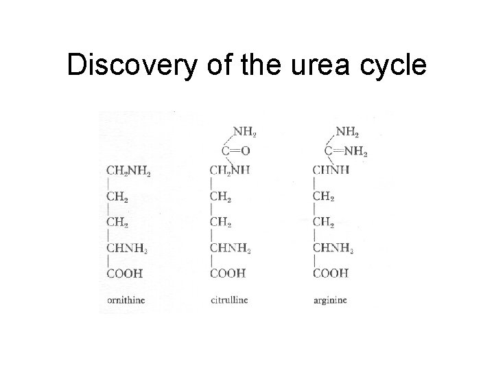 Discovery of the urea cycle 