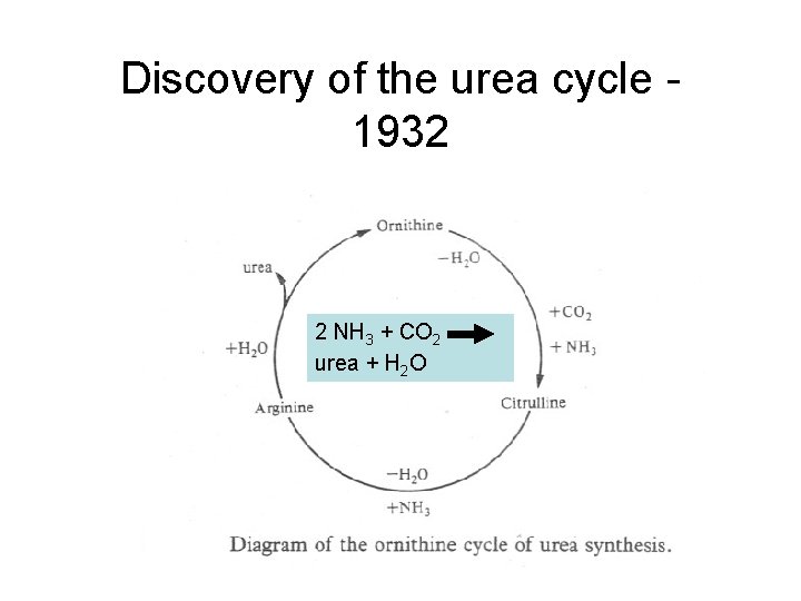 Discovery of the urea cycle 1932 2 NH 3 + CO 2 urea +