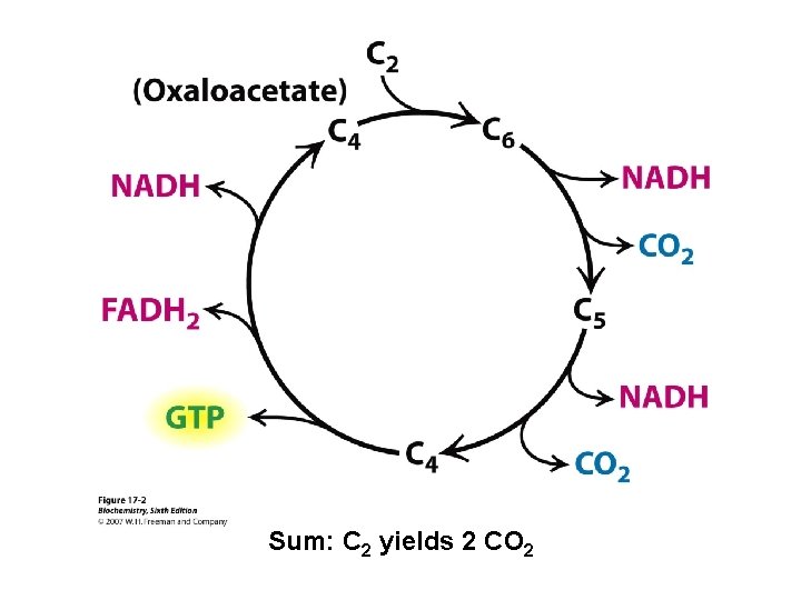 Sum: C 2 yields 2 CO 2 Sum: C 2 yields 2 CO 2