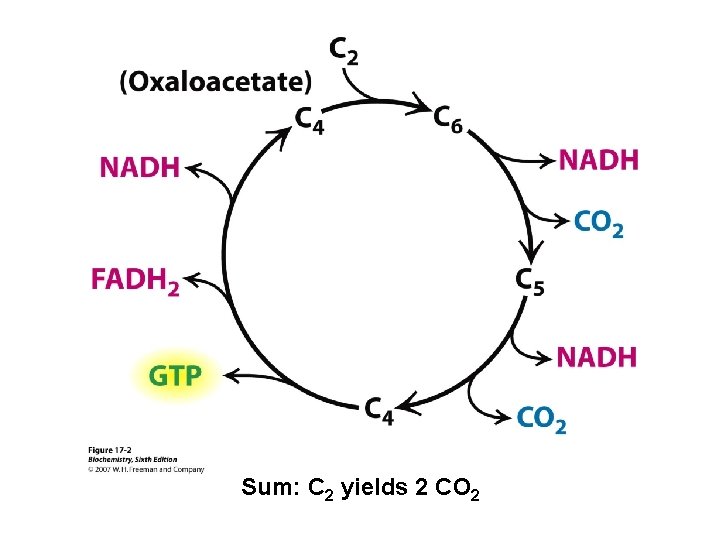 Sum: C 2 yields 2 CO 2 