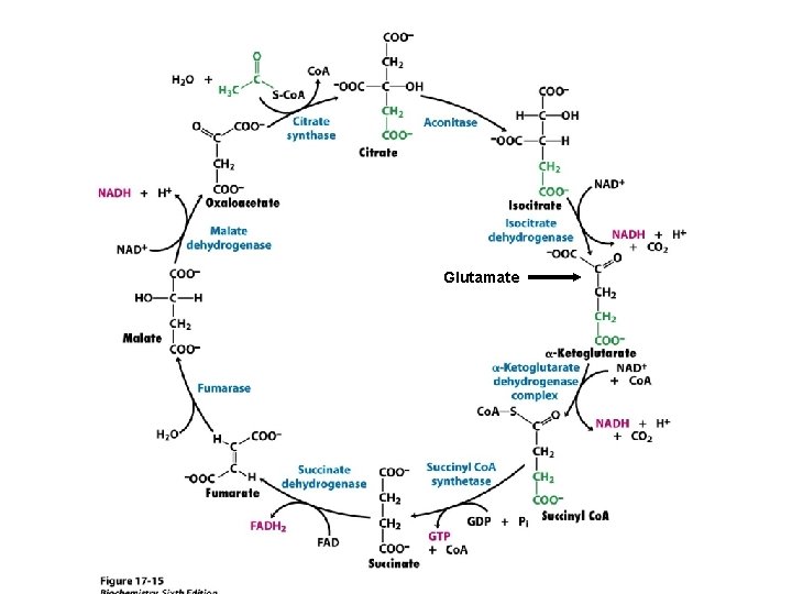 Glutamate Glutamate