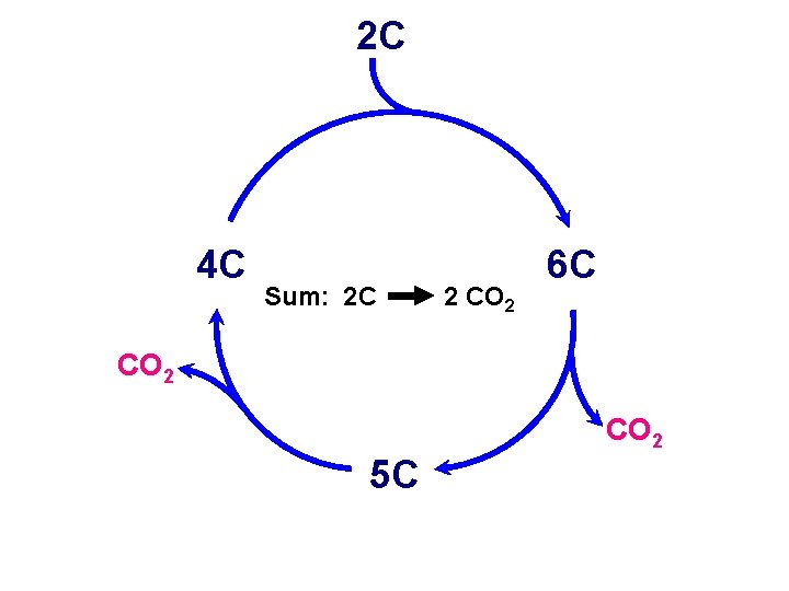 2 C 4 C Sum: 2 C 2 CO 2 6 C CO 2 2 C 4 C Sum: 2 C 2 CO 2 6 C CO 2