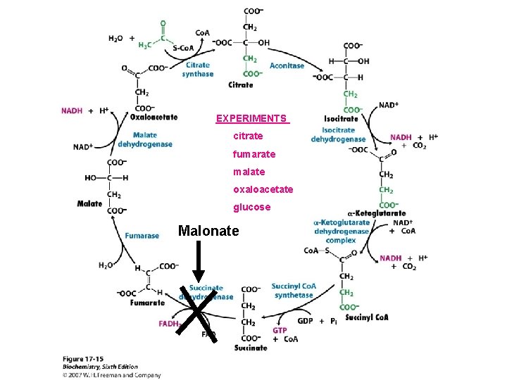 EXPERIMENTS citrate fumarate malate oxaloacetate glucose Malonate EXPERIMENTS citrate fumarate malate oxaloacetate glucose Malonate