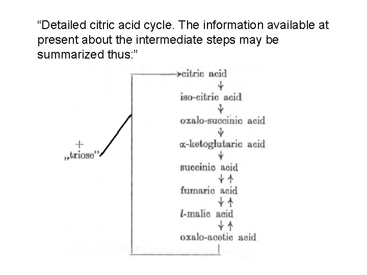 “Detailed citric acid cycle. The information available at present about the intermediate steps may