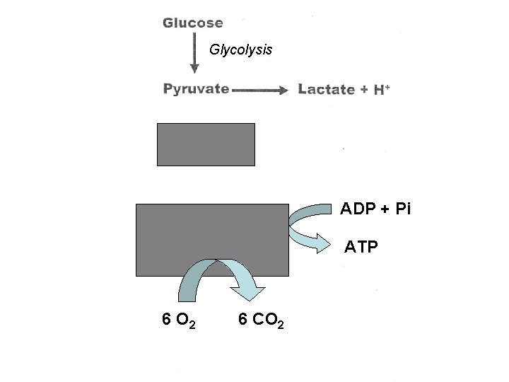 Glycolysis ADP + Pi ATP 6 O 2 6 CO 2 Glycolysis ADP + Pi ATP 6 O 2 6 CO 2
