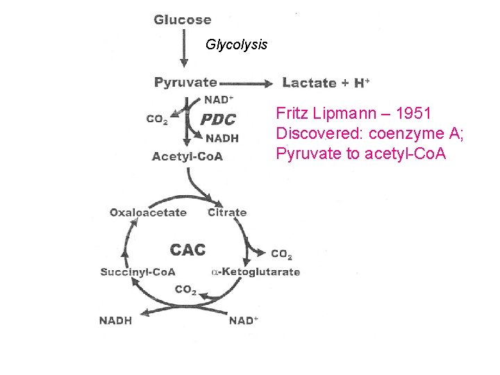 Glycolysis Fritz Lipmann – 1951 Discovered: coenzyme A; Pyruvate to acetyl-Co. A Glycolysis Fritz Lipmann – 1951 Discovered: coenzyme A; Pyruvate to acetyl-Co. A