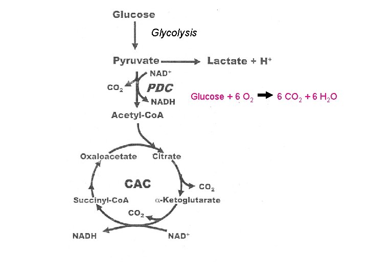 Glycolysis Glucose + 6 O 2 6 CO 2 + 6 H 2 O