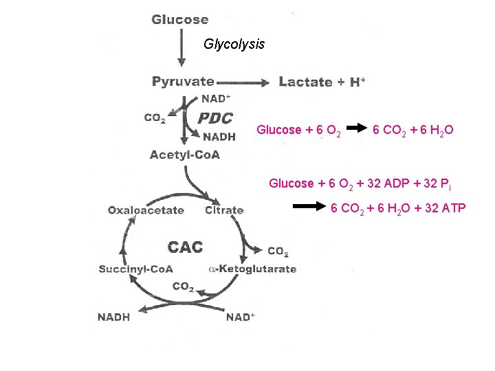 Glycolysis Glucose + 6 O 2 6 CO 2 + 6 H 2 O