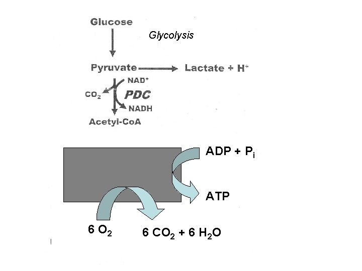 Glycolysis ADP + Pi ATP 6 O 2 6 CO 2 + 6 H Glycolysis ADP + Pi ATP 6 O 2 6 CO 2 + 6 H