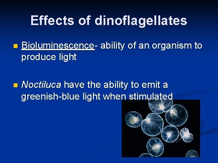 Effects of dinoflagellates n Bioluminescence- ability of an organism to produce light n Noctiluca