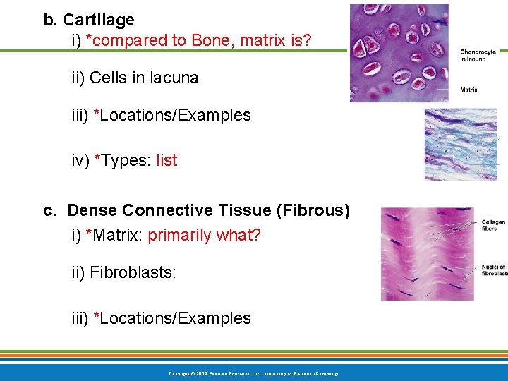 b. Cartilage i) *compared to Bone, matrix is? ii) Cells in lacuna iii) *Locations/Examples