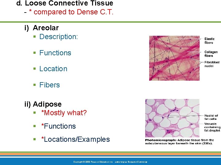 d. Loose Connective Tissue - * compared to Dense C. T. i) Areolar §