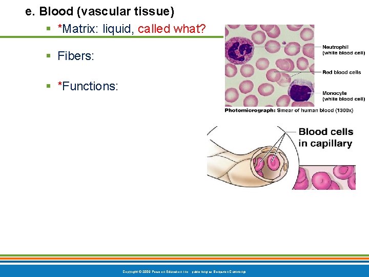 e. Blood (vascular tissue) § *Matrix: liquid, called what? § Fibers: § *Functions: Copyright