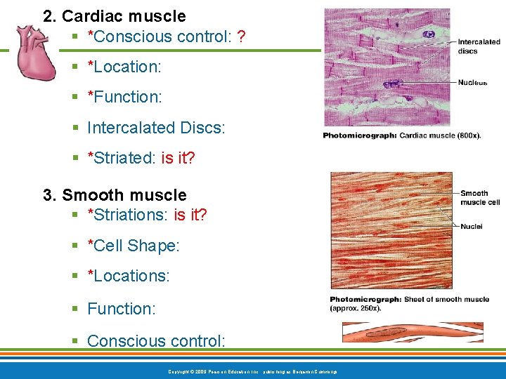 2. Cardiac muscle § *Conscious control: ? § *Location: § *Function: § Intercalated Discs: