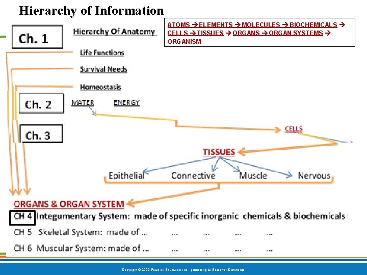Hierarchy of Information ATOMS ELEMENTS MOLECULES BIOCHEMICALS CELLS TISSUES ORGAN SYSTEMS ORGANISM Copyright ©