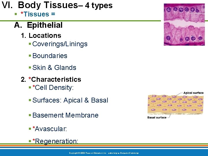 VI. Body Tissues– 4 types § *Tissues = A. Epithelial 1. Locations § Coverings/Linings