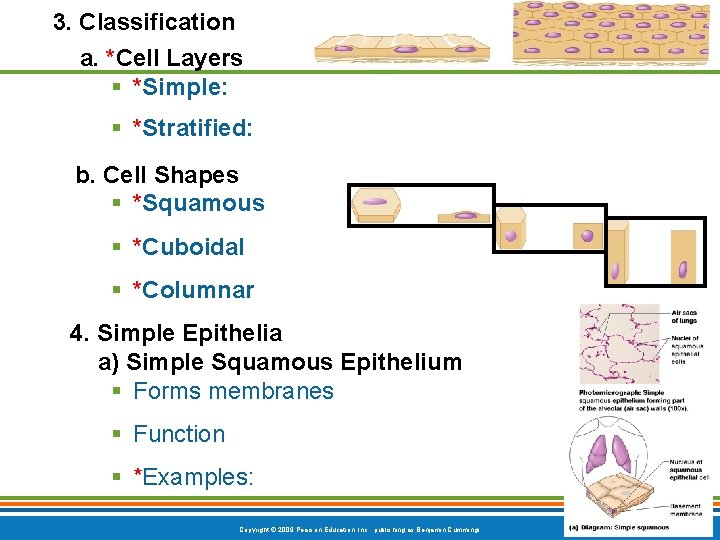 3. Classification a. *Cell Layers § *Simple: § *Stratified: b. Cell Shapes § *Squamous